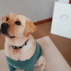 ラブラドルレトリバーたまに出勤しますのイメージ