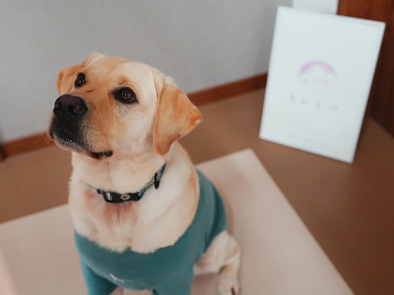 ラブラドルレトリバーたまに出勤します